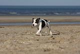 STAFFIE 242